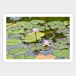 White Lotus Flowers Sticker